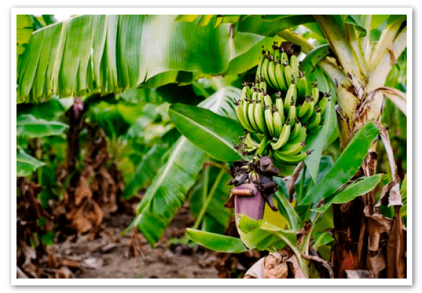 banana-africana-1
