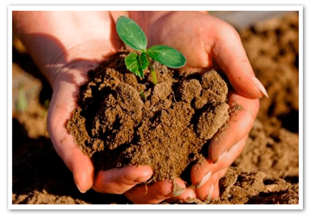 opinion-dia-mundial-de-la-agricultura