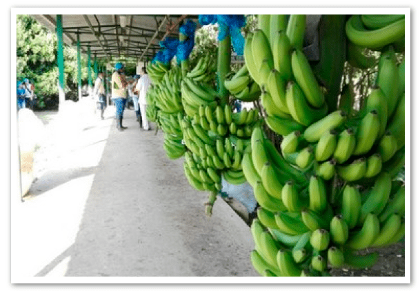 precio-de-banano-1