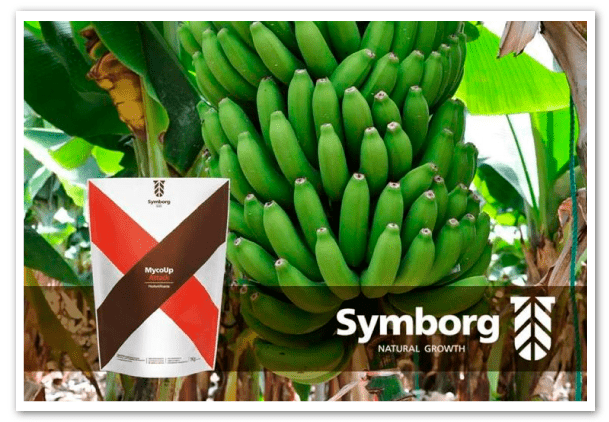 Symborg-patenta-hongo-Glomus-iranicum-var-tenuiphypharum-banano