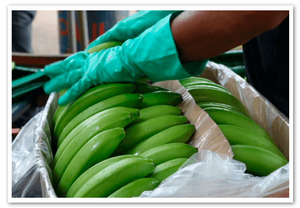 nuevo-exquema-de-comercializacion-de-banano-1