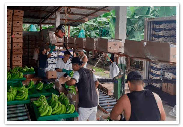 Estructura-comercial-del-negocio-bananero