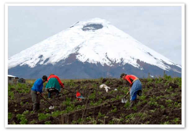 agricultura-en-Ecuador-chimborazo
