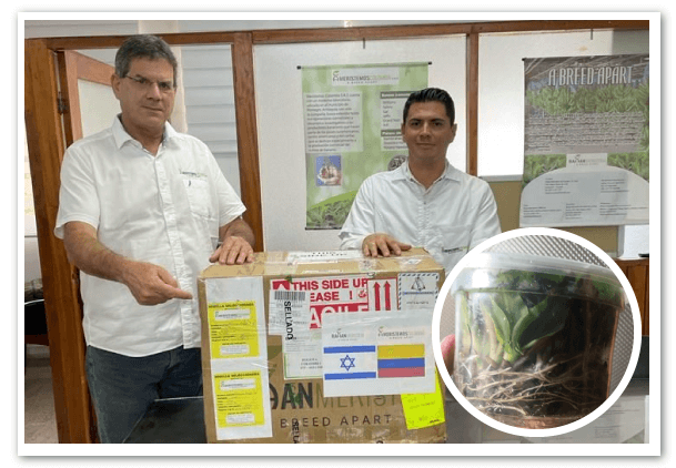 Cavendish-resistente-a-FOC-R47-colombia