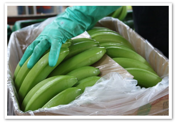precio-de-la-caja-de-banano-ecuador-ec