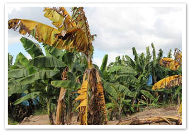 Desafíos-del-sector-bananero-para-2022-1