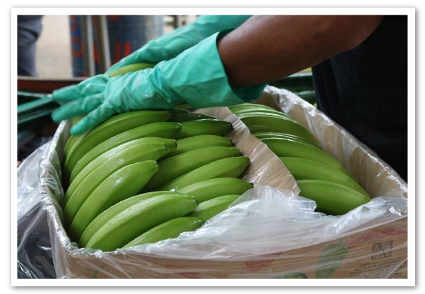 Dole-incrementara-costo-de-cajas-de-banano-y-pinas-ecuador