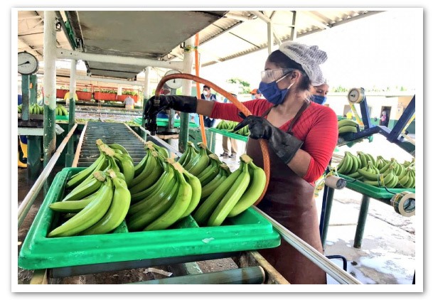 El-gran-reto-del-sector-bananero-1