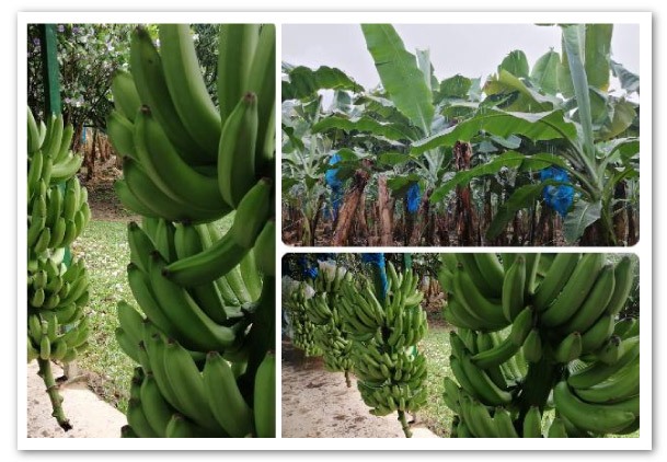 El ICA fortalece medidas contra el Fusarium R4T en La Guajira