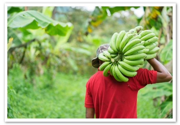 vive-realmente-una-crisis-el-sector-bananero-nacional-ecuador
