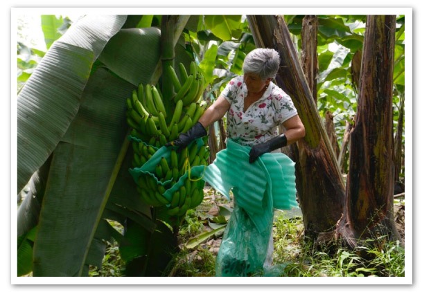 el-sabor-amargo-de-las-bananas-de-ecuador-1