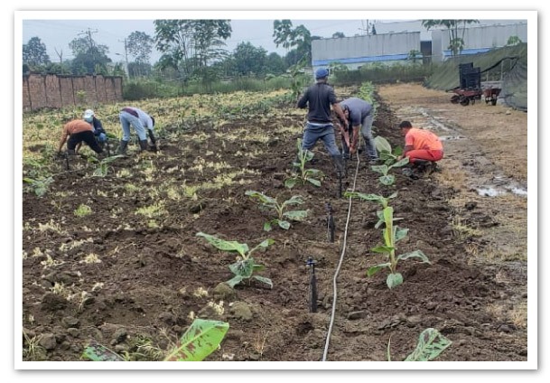 Formosana-218-ya-esta-en-Ecuador-1