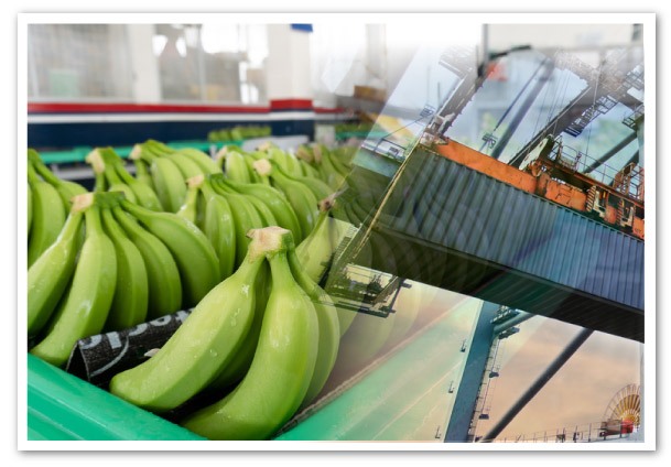 banano-exportara-menos-en-el-2022