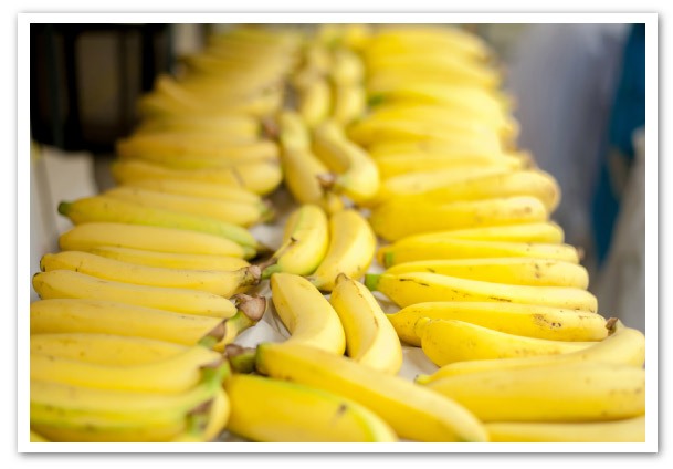 contratos--bananeros