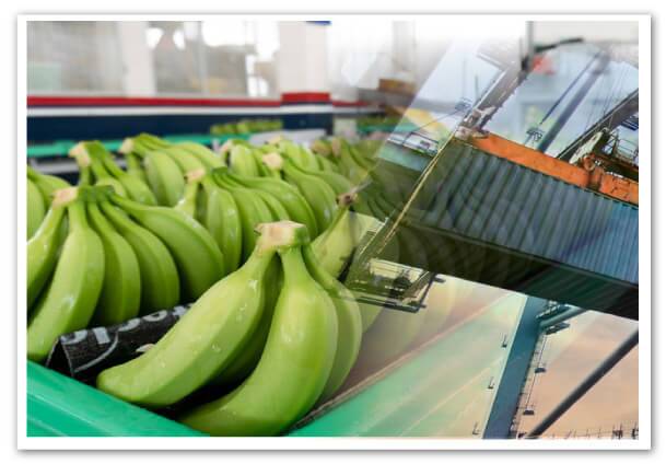 editorial-anomalias-en-el-sistema-unibanano-ecuador