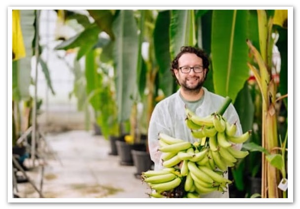 hombre con racimo de banano ecuatoriano