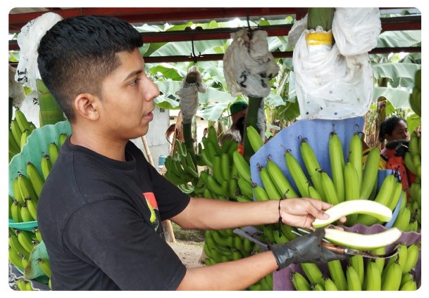 empresa-bananera-ec-1