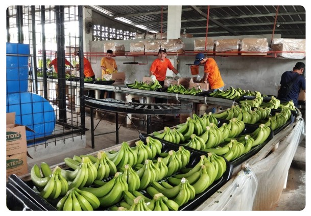 empresa-bananera-ec-2