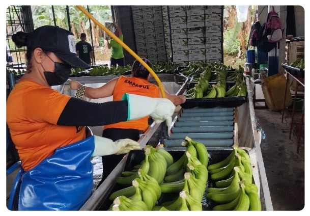 empresa-bananera-ec