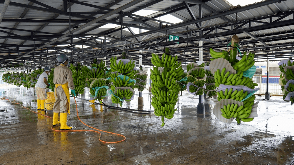 Productores de banano rechazan intento de eliminar normas sancionatorias por incumplimiento del precio mínimo de sustentación