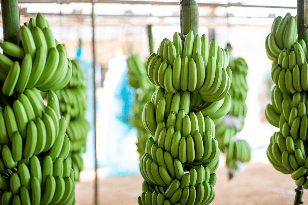 racimos de banano ley del banano