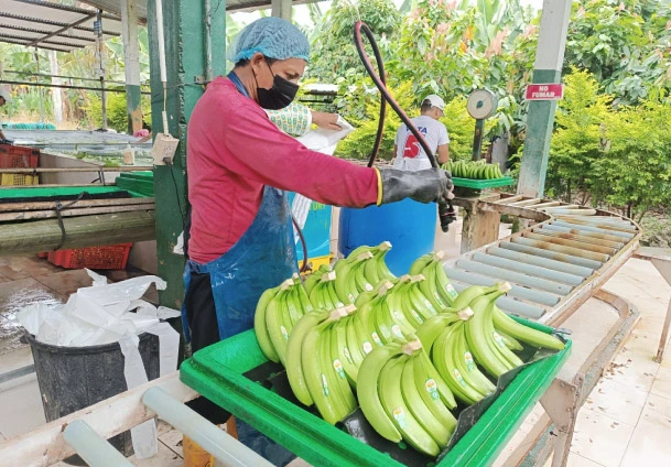 precio-caja-banano