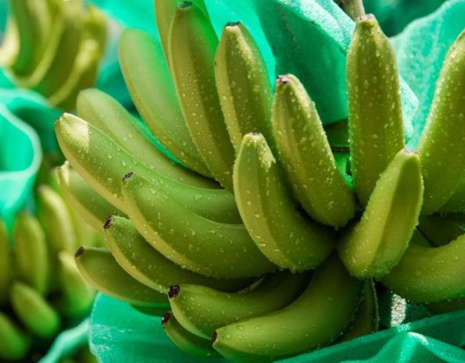 crecimiento-banano-agosto-ecuador