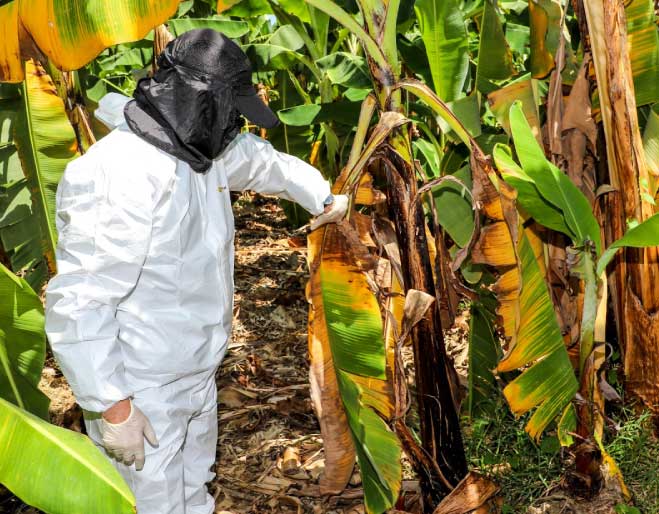 DEQUIN-Bioseguridad-Cultivos-Banano-BANARIL-W
