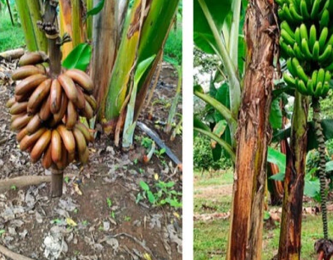 clones-musa-spp