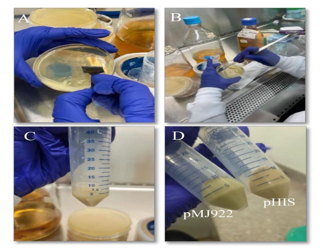 Optimizacion-de-un-protocolo-in-vitro-CRISPR-Cas9-1