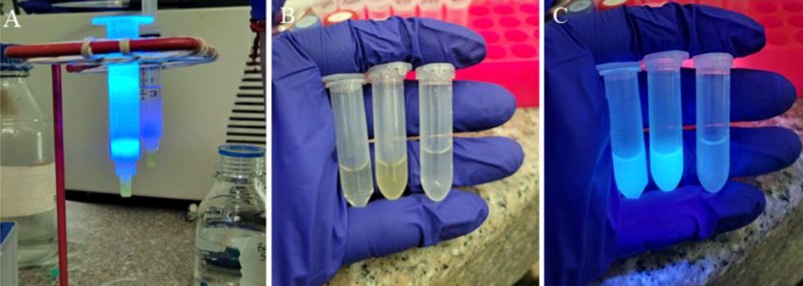 Optimizacion-de-un-protocolo-in-vitro-CRISPR-Cas9-2