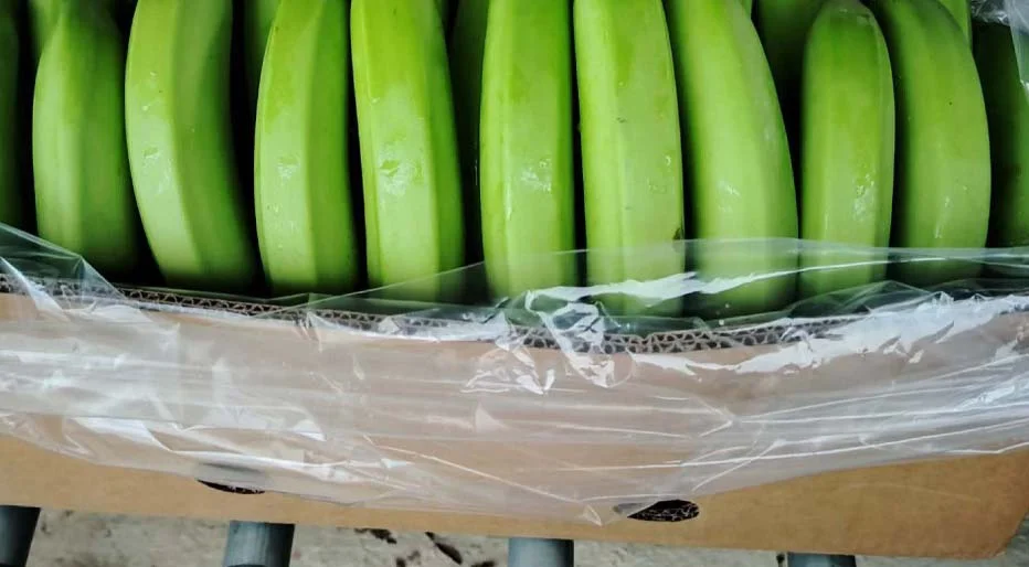 Carton-Bananero-2026-Insumo-o-Pasaporte-1