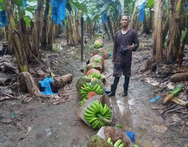 Green-Deal-Ecuador-banano