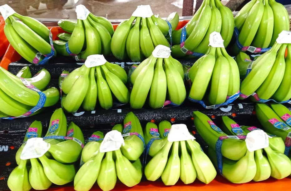 ecuador-banano-1