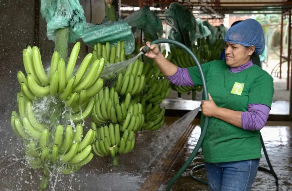 manual-de-supervivencia-del-banano-2