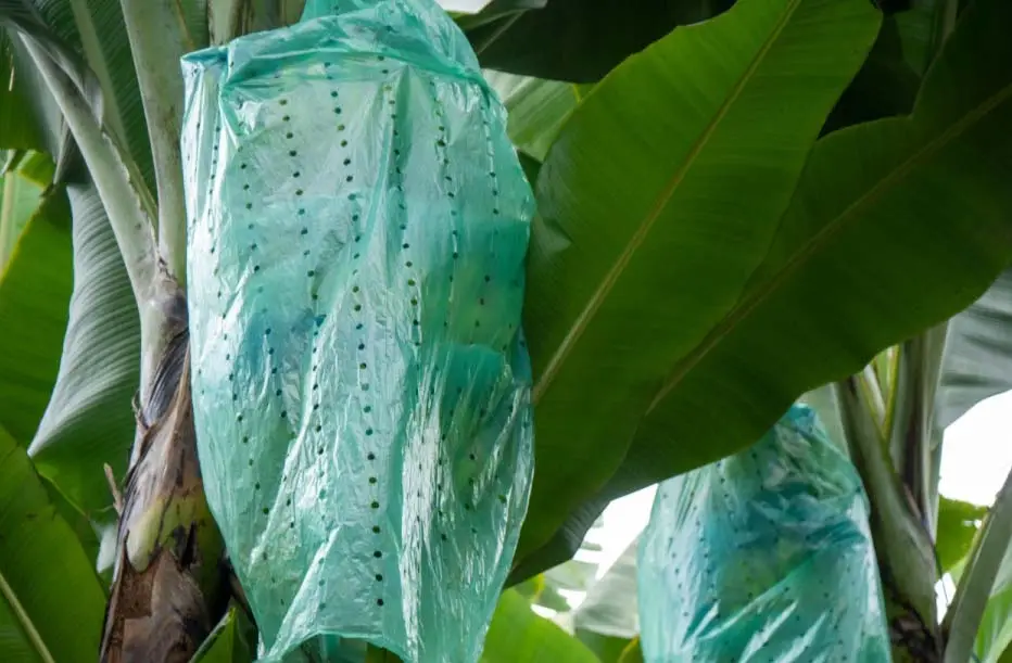 racima-de-platano-verde-cubierto-2